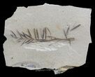 Metasequoia (Dawn Redwood) Fossil - Montana #62338-1